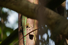 Phelsuma borbonica mater