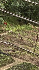 Acridotheres javanicus