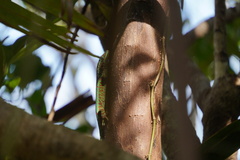 Phelsuma borbonica mater