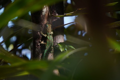 Phelsuma borbonica mater