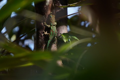 Phelsuma borbonica mater