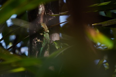 Phelsuma borbonica mater