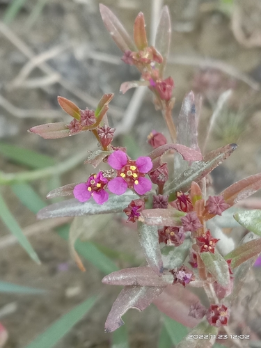 Ammannia auriculata iNat (2)
