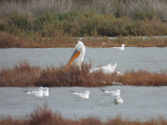 Pelecanus crispus