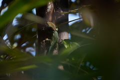 Phelsuma borbonica mater