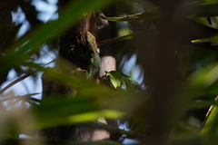 Phelsuma borbonica mater