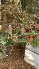 Abies alba