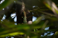Phelsuma borbonica mater