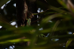 Phelsuma borbonica mater