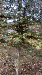 Abies alba