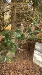 Abies alba