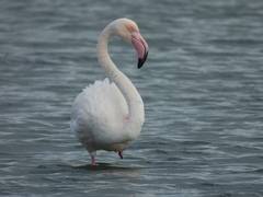 Phoenicopterus roseus