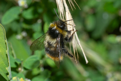 Bombus sichelii