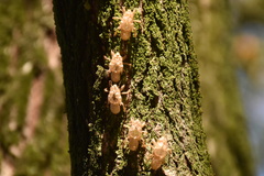 Cicada orni