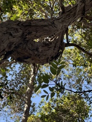 Zanthoxylum kauaense