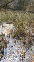 Phragmites australis