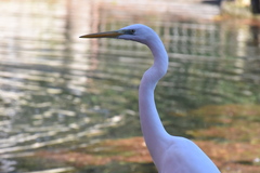 Ardea alba