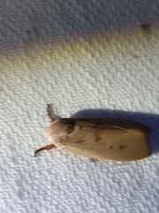 Cryptophasa rubescens