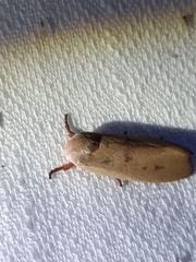 Cryptophasa rubescens