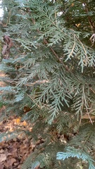 Platycladus orientalis