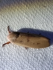 Cryptophasa rubescens