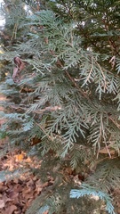 Platycladus orientalis