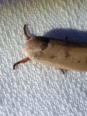 Cryptophasa rubescens