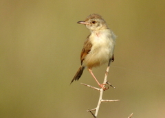 Prinia sylvatica