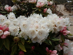 Rhododendron pseudochrysanthum