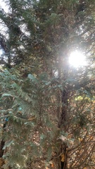 Platycladus orientalis