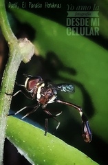 Salpingogaster