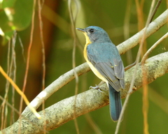 Cyornis tickelliae