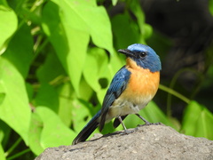 Cyornis tickelliae