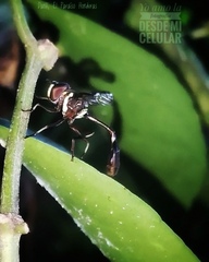 Salpingogaster