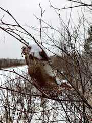 Eriogaster lanestris