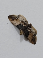 Pyralis pictalis