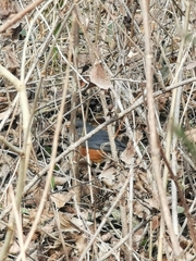 Turdus hortulorum