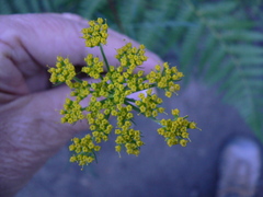 Cymopterus lemmonii