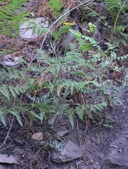 Cymopterus lemmonii