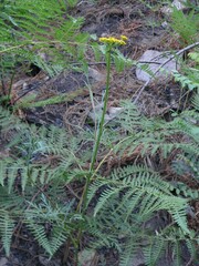 Cymopterus lemmonii
