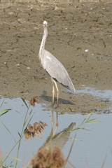 Ardea cinerea jouyi