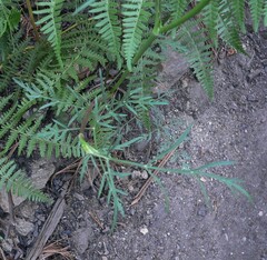 Cymopterus lemmonii