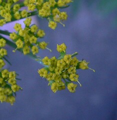 Cymopterus lemmonii