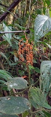Chamaedorea pinnatifrons