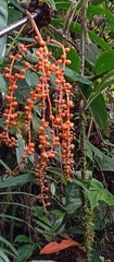 Chamaedorea pinnatifrons