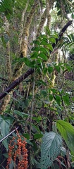 Chamaedorea pinnatifrons