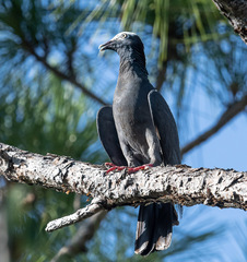 Patagioenas leucocephala