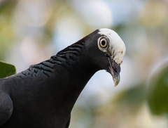 Patagioenas leucocephala
