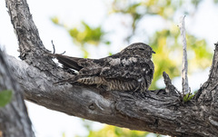 Chordeiles gundlachii