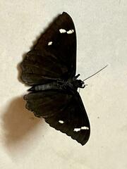 Erebus hieroglyphica